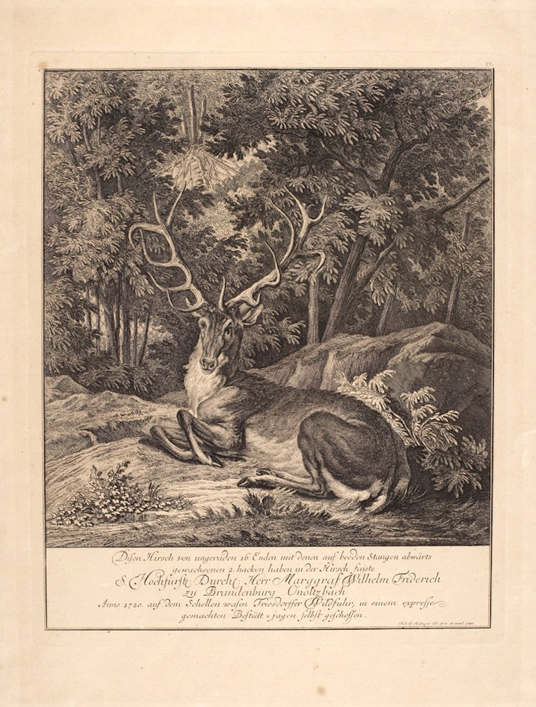 Der Hirsch von 16 Enden